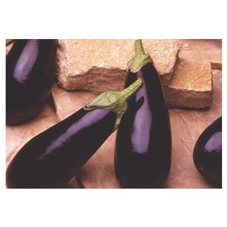 Compra BERENJENA MULATA F1 (2.500 Semillas) en la tienda online Fito Agrícola