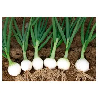 Compra CEBOLLA PISA F-1 (500 gr.). en la tienda online Fito Agrícola