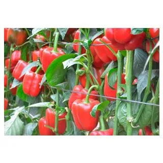 Compra ARDEI MERLOT F-1 (1.000 semințe) en la tienda online Fito Agrícola