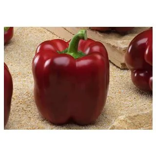 Compra ARDEI ISABEL F-1 (1.000 semințe) en la tienda online Fito Agrícola