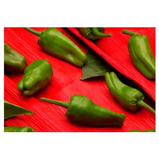 Compra PIMIENTO CELTA F-1 (5.000 Semillas) en la tienda online Fito Agrícola