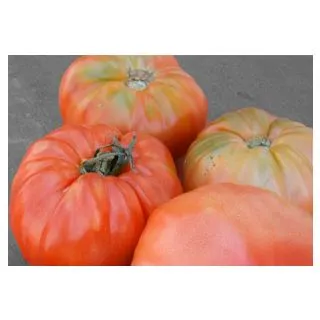 Compra TOMATE COVADONGA F1 (1.000 Semillas) en la tienda online Fito Agrícola