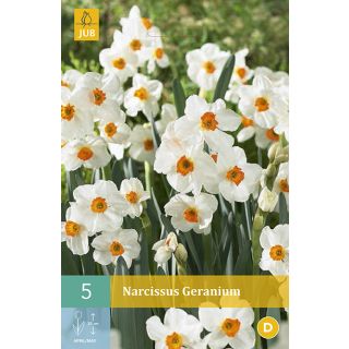 Compra NARCISOS GERANIUM en la tienda online Fito Agrícola
