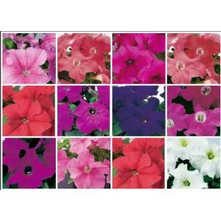 Compra PETUNIA LIMBO MIX (240 Plantas). en la tienda online Fito Agrícola