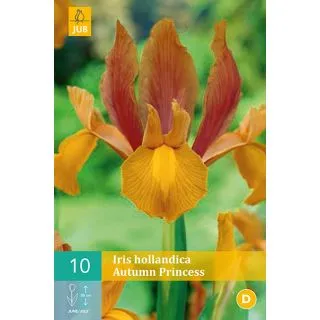 Compra IRIS HOLÁNDICA AUTUMN PRINCESS en la tienda online Fito Agrícola