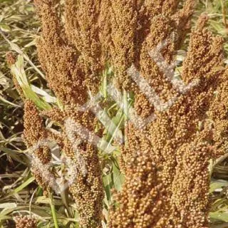 Compra SORGO GRANO ROJO RUBY (300.000 Semillas). en la tienda online Fito Agrícola