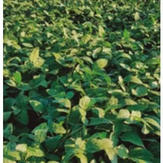 Compra SOJA AMMA (22,70 Kgr. - 100.000 Semillas). en la tienda online Fito Agrícola