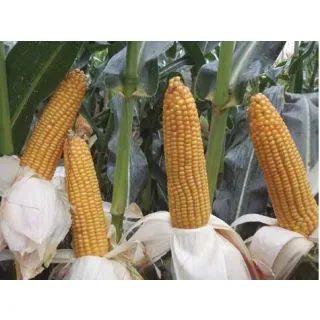 Compra MAÍZ POMPEO Ciclo 200-300 (15.000 Semillas) en la tienda online Fito Agrícola