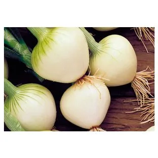 Compra CEBOLLA BABOSA TEMPRANA (500 gr.) en la tienda online Fito Agrícola