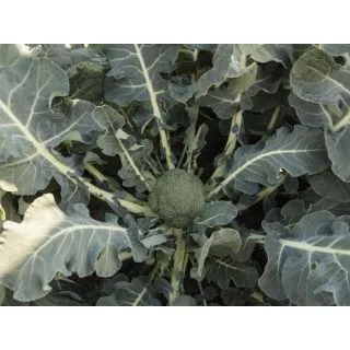 Compra BRÓCOLI BATAVIA F1 Precisión (10.000 Semillas) en la tienda online Fito Agrícola