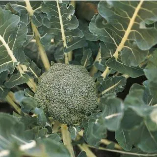 Compra BRÓCOLI LUCKY F-1 Precisión (10.000 Semillas) en la tienda online Fito Agrícola