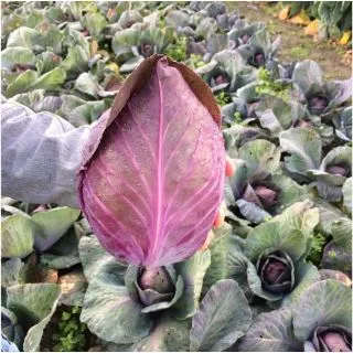 Compra COL RED FLAME F-1 Precisión (10.000 Semillas) en la tienda online Fito Agrícola