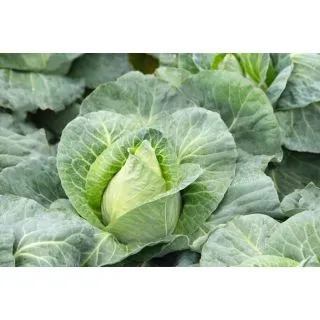 Compra COL CARAFLEX F-1 Precisión (10.000 Semillas) en la tienda online Fito Agrícola