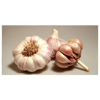 Compra AJO VIOLETA DE SIEMBRA GARPEK 45/55 (10 Kgr.) en la tienda online Fito Agrícola