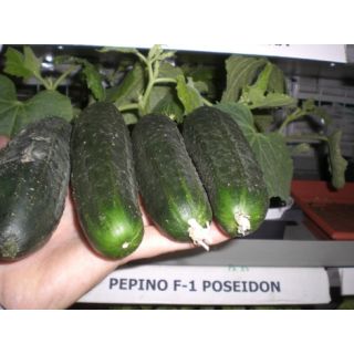 Compra PEPINO POSEIDON F-1 EPS104 en la tienda online Fito Agrícola