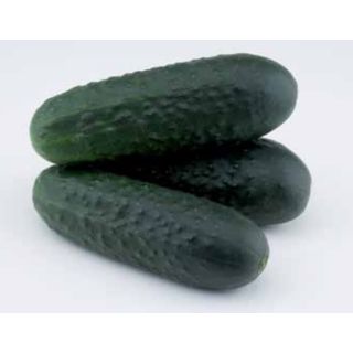 Compra PEPINO URANO F-1 Injertado EPS70 en la tienda online Fito Agrícola