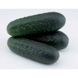 Compra PEPINO URANO F1 (1.000 Semillas) en la tienda online Fito Agrícola