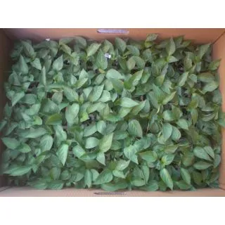 Compra ARDEI LAMUYO MOTRILANO F1 EPS150 en la tienda online Fito Agrícola