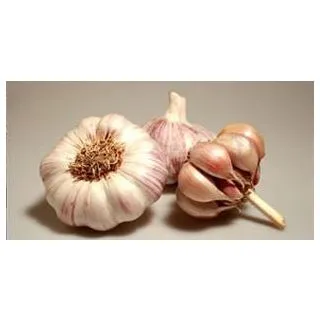 Compra AJO VIOLETA DE SIEMBRA GARPEK 37/45 (10 Kgr.) en la tienda online Fito Agrícola