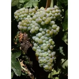 Compra UVA DE VINIFICACION MACABEO O VIURA 2ª (25 Unid.). en la tienda online Fito Agrícola