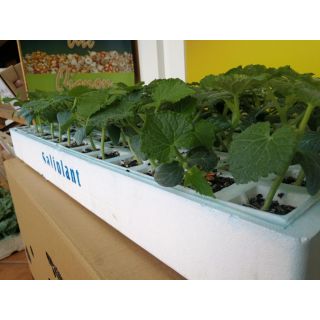 Compra PEPINO CONTADOR F-1 EPS104 en la tienda online Fito Agrícola