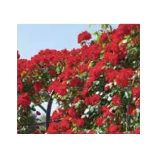 Compra ROSAL LA SEVILLANA ® - Meigekanu en la tienda online Fito Agrícola