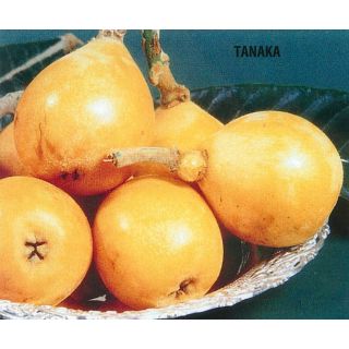 Compra NISPERERO TANAKA en la tienda online Fito Agrícola