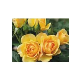 Compra ROSAL GOLDEN PAREO - Meipiyou (Trepador) en la tienda online Fito Agrícola