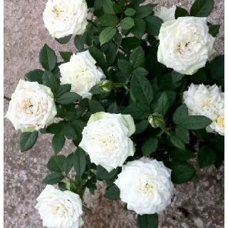 Compra ROSAL SNOW MEILLANDINA ® - Meigovin ( Pie Mini 50 cm.) en la tienda online Fito Agrícola