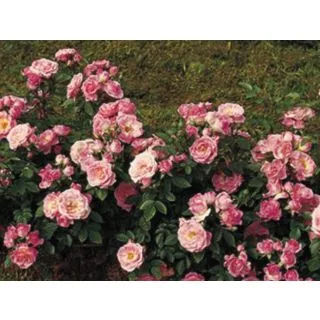 Compra ROSAL BELLE SYMPHONIE ® - Meirivoui ( Pie Mini 50 cm.) en la tienda online Fito Agrícola