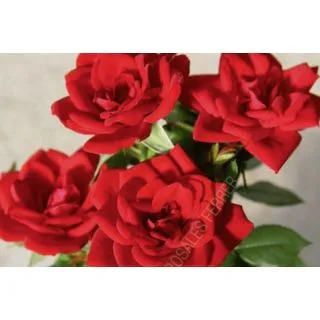 Compra ROSAL ALEJANDRA CONDE ® - Feircunsta ( Pie Mini 50 cm.) en la tienda online Fito Agrícola