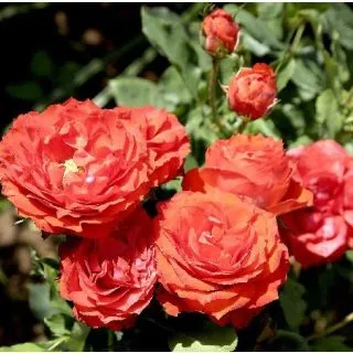 Compra ROSAL ORANGE SYMPHONIE ® - Meininrut ( Pie Mini 50 cm.) en la tienda online Fito Agrícola
