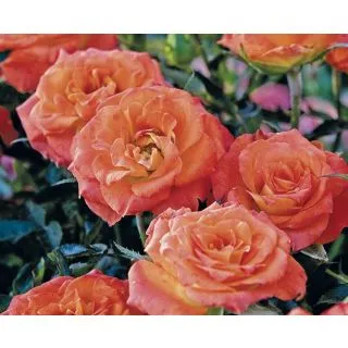 Compra ROSAL MANDARINE SYMPHONIE ® - Meidarin ( Pie Mini 50 cm.) en la tienda online Fito Agrícola