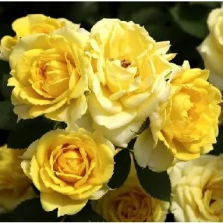 Compra ROSAL GOLD SYMPHONIE ® - Meiskaille ( Pie Mini 50 cm.) en la tienda online Fito Agrícola
