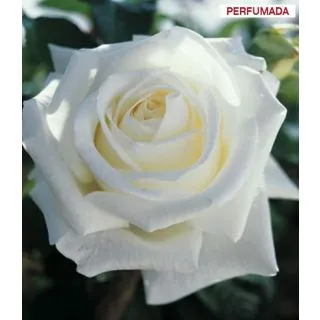 Compra ROSAL PAU CASALS ® - Meifaissel ( Pie Alto 100 cm.) en la tienda online Fito Agrícola
