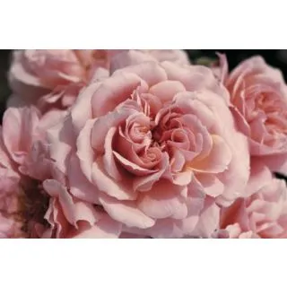 Compra ROSAL BOTTICELLI ® - Meisylpho ( Pie Alto 100 cm.) en la tienda online Fito Agrícola