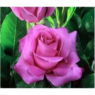 Compra ROSAL CAPRICE DE MEILLAND ® - Meisionver ( Pie Alto 100 cm.) en la tienda online Fito Agrícola