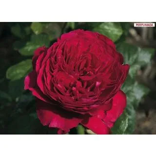 Compra ROSAL ALAIN SOULCHON ® Meikarouz ( Pie Alto 100 cm.) en la tienda online Fito Agrícola