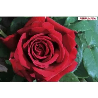 Compra ROSAL BOTERO ® - Meiafone ( Pie Alto 100 cm.) en la tienda online Fito Agrícola