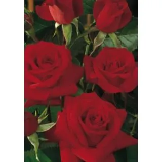 Compra ROSAL NICCOLO PAGANINI® Meicairma ( Pie Alto 100 cm.) en la tienda online Fito Agrícola