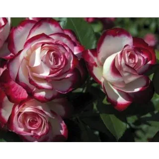 Compra ROSAL JUBILÉ DU PRINCE DE MONACO ® - Meisponge ( Pie Alto 100 cm.) en la tienda online Fito Agrícola