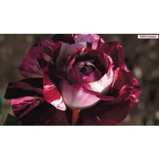 Compra ROSAL JULIO IGLESIAS ® - Meistemon ( Pie Alto 100 cm.) en la tienda online Fito Agrícola