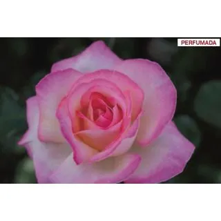 Compra ROSAL PRINCESSE DE MONACO ® - Meimagarmic ( Pie Alto 100 cm.) en la tienda online Fito Agrícola