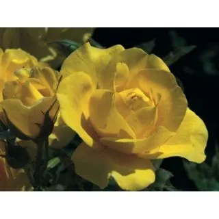 Compra ROSAL CARTE D’OR ® - Meidresia ( Pie Alto 100 cm.) en la tienda online Fito Agrícola
