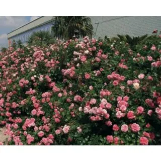 Compra ROSAL LES QUATRE SAISONS ® - Meifafio (Llorón) en la tienda online Fito Agrícola