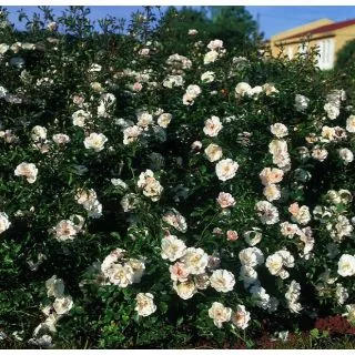 Compra ROSAL ICE MEIDILAND ® - Meivahin (Llorón) en la tienda online Fito Agrícola