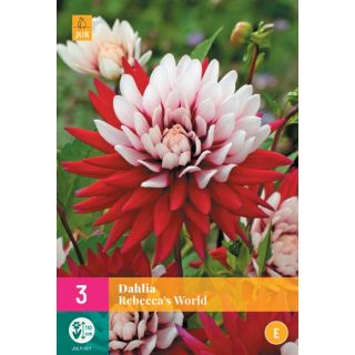 Compra DALIA REBECCA'S WORLD XXL en la tienda online Fito Agrícola