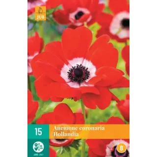 Compra ANÉMONA HOLLANDIA en la tienda online Fito Agrícola