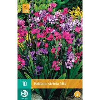 Compra BABIANA STRICTA MIX en la tienda online Fito Agrícola