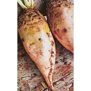 Compra REMOLACHA FORRAJERA BLANCA DE CUELLO VERDE (10 Kgr.). en la tienda online Fito Agrícola